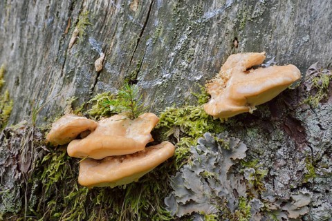 Northern sponge porling (Climacocystis borealis) or northern sponge porling, Austria