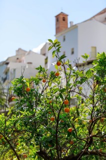An orange tree blossoms in front of whitewashed houses in a peaceful rural village panorama,