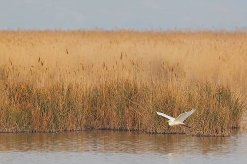 Great Egret (Ardea alba) flying, Lake Neusiedl, Austria