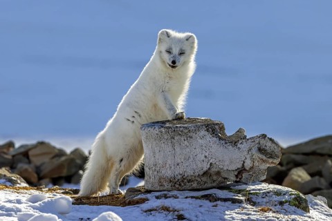 Arctic fox, white fox, polar fox (Vulpes lagopus) in thick winter coat leaning on whale vertebra on