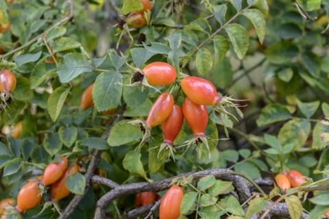 Rosehip rose (Rosa BOURGOGNE), EGA-Park, Erfurt, Thuringia, Germany