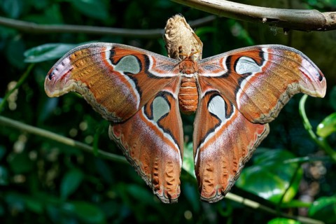Freshly hatched Atlas moth (Attacus atlas), species peacock moth, distribution in the subtropics,