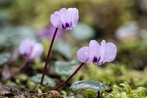 Early spring cyclamen (Cyclamen coum), Emsland, Lower Saxony, Germany