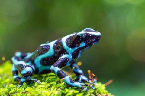 Golden tree climber (Dendrobates auratus), frogs (Rana), Alajuela, Costa Rica