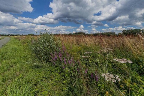 Flower meadow, weather, cloudy, nature, East Westphalia, Germany
