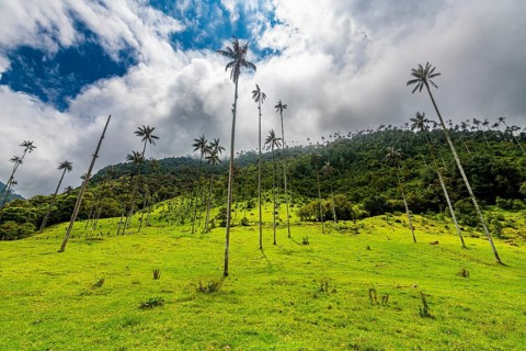 Wax palms largest palms in the world, Cocora valley, Unesco site coffee cultural landscape,