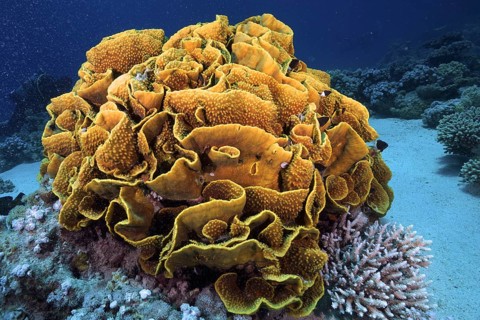 Yellow scroll coral (Turbinaria reniformis), Marsa Shona reef dive site, Egypt, Red Sea