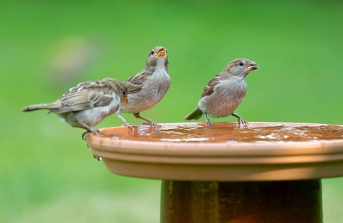 House sparrows (Passer domesticus) standing on a bird bath and drinking water, Lower Saxony,