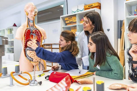 Elementary school students learning human body anatomy with teacher and anatomical model during