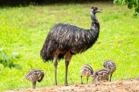 Emu (Dromaius novaehollandiae) mother with her youngsters on a meadow, Bavaria, Germany