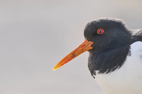Eurasian oystercatcher (Haematopus ostralegus) portrait, on the beach, Düne, Helgoland,