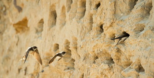 Three sand martins, nominate form, (Riparia riparia riparia) flying and sitting in front of