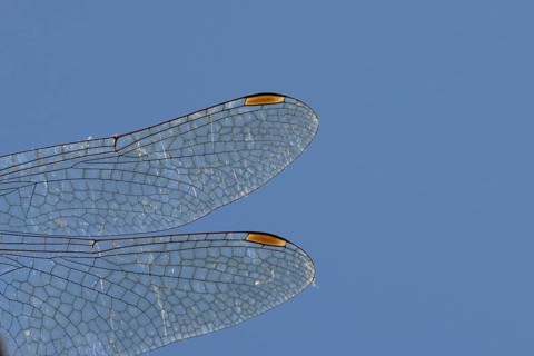 Common darter dragonfly (Sympetrum striolatum) adult insect close up of a pair of wings in the