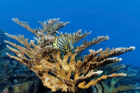 Meyers butterflyfish (Chaetodon meyeri) hiding in Acropora stony coral (Acropora), Great Barrier