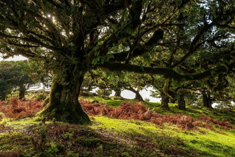 Sunlight penetrates an ancient laurel tree in a primeval forest with moss-covered trees, Fanal,