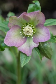 Lenzrose (Helleborus orientalis Hybride), Emsland, Lower Saxony, Germany