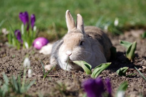 Rabbit (Oryctolagus cuniculus domestica), Easter, lying, crocuses, Easter egg, spring, A rabbit