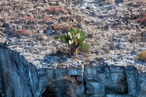 Opuntia leucotricha (Cactaceae), Bartolome, Galapagos, Ecuador