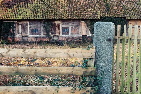 Ivy (Hedera helix) entwines itself around a wooden fence with an old farmhouse behind it, Otersen,