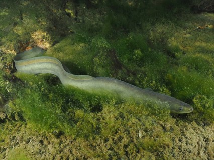 A European eel (Anguilla anguilla) gliding through a green, rocky environment at night, dive site