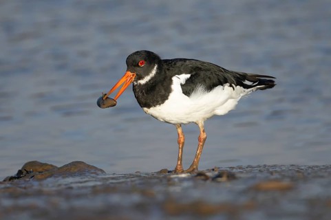 Eurasian oystercatcher (Haematopus ostralegus) adult bird carrying a mussel shell in its beak on