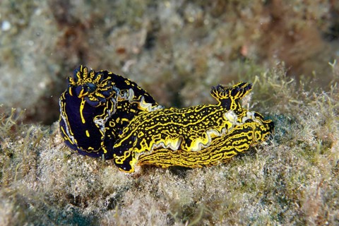 Two bright yellow-violet star snails (Felimare Picta) mating on the seabed, dive site Roca Jolia,