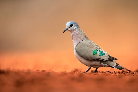 Emerald-spotted wood dove (Turtur chalcospilos), adult, at the water, Kruger National Park, Kruger