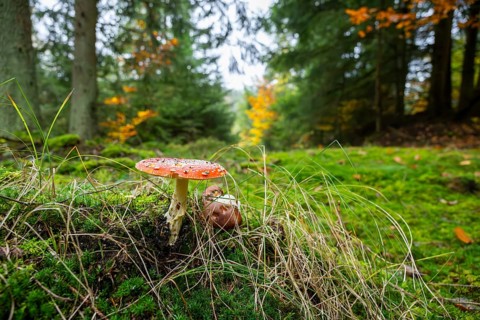 Fly agaric or fly amanita (Amanita muscaria) mushroom in a forest in autumn, Bavaria, Germany