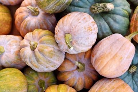 Mix of small colorfull Muscat pumpkin
