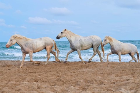 White Camargue horses galloping along the beach with the sea in the background and cloudy sky,