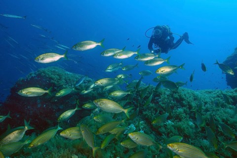 Diver looking at observed swims behind shoal of goldfish (Sarpa salpa) swimming over rocky reef,