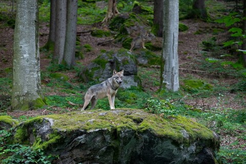 Wolf (Canis lupus) standing on a moss-covered rock and looking attentively, captive, Bavarian