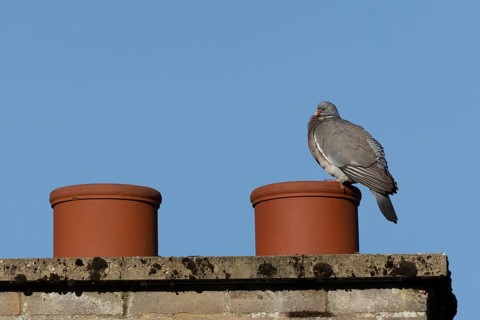 Wood pigeon (Columba palumbus) adult bird on an urban house chimney pot, England, United Kingdom