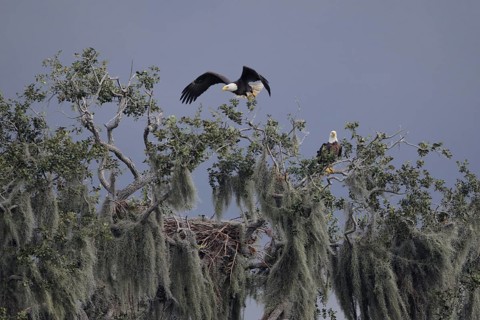 Bald Eagle (Haliaeetus leucocephalus), Florida, USA