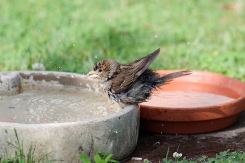House sparrow (Passer domesticus), young bird, bird bath, cute, A young sparrow spits the water of