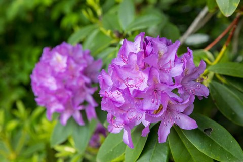 Purple flowers on a rhododendron, Thürmsdorf Castle Park, Struppen, Saxon Switzerland, Saxony,