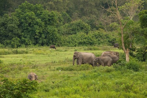 Indian elephants (Elephas maximus indicus), Khiri Khan, Hua Hin, Kui Buri National Park, Thailand
