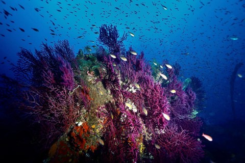 A school of fish swimming over a part of a wreck overgrown with Violescent sea-whip (Paramuricea