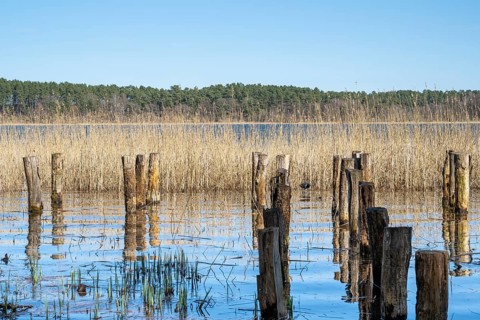 Wooden posts and reeds in Feisnecksee, Müritz National Park, Mecklenburg Lake District,