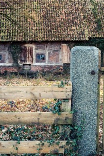 Ivy (Hedera helix) entwines itself around a wooden fence with an old farmhouse behind it, Otersen,