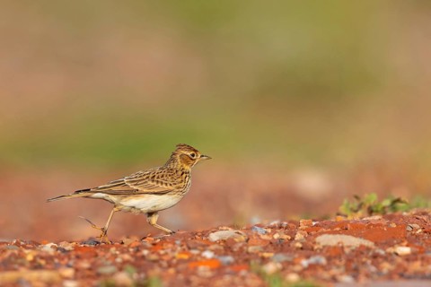 Skylark, Eurasian Sky Lark, Eurasian Skylark, Alauda arvensis, Alouette des champs, Alondra Com?n,