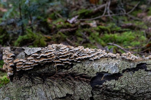 Shaggy layer mushroom (Stereum hirsutum) in the forest, Emsland, Lower Saxony, Germany