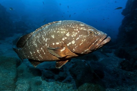 Large specimen of giant Dusky Grouper (Epinephelus marginatus) in the Garajau Marine Reserve,