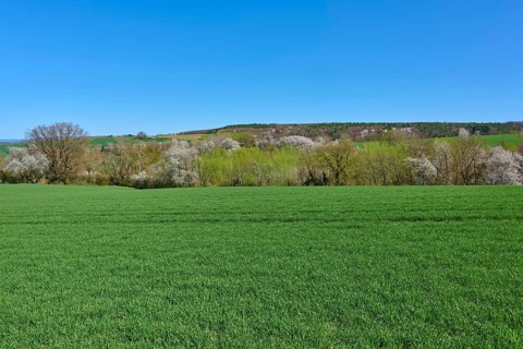 Extensive green meadows with blossoming cherry trees under a clear blue sky, Pflaumheim,