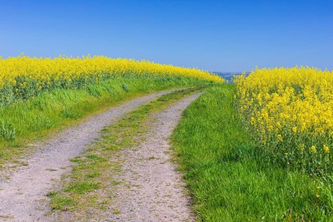 Field path through flowering rape fields (Brassica napus) in spring, Müglitztal, Saxony, Germany
