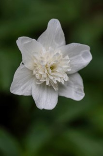 Double anemone (Anemone nemorosa flore pleno), Emsland, Lower Saxony, Germany