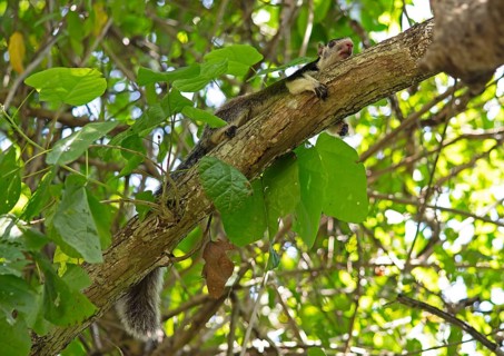 Sri Lanka giant squirrel (Ratufa macroura) on a tree, Habarana, Anuradhapura, North Central