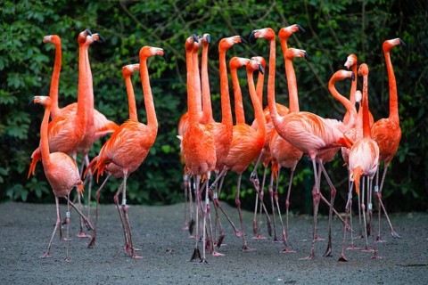 American or Caribbean Flamingos (Phoenicopterus ruber ruber), a flock of adult birds, native to the