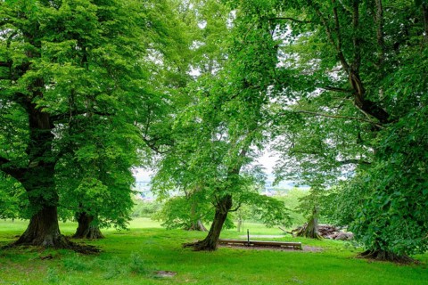 Seven lime trees, a natural monument in the Buchleite nature reserve, Markt Berolzheim, Altmühltal,