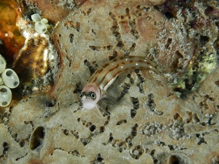 A small brown and white striped fish, three-striped blenny (Ecsenius trilineatus), resting on a